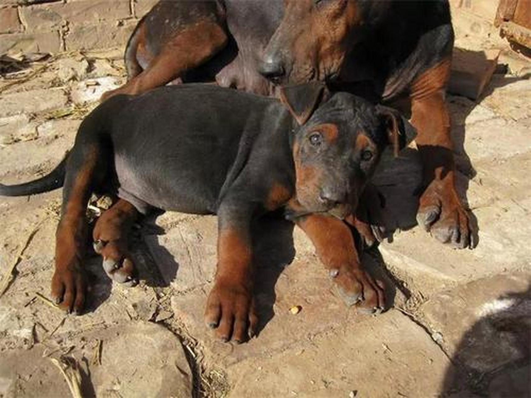 莱州红犬,又称中国山红犬,是上世纪七十年代末,山东莱州朱桥镇的养狗