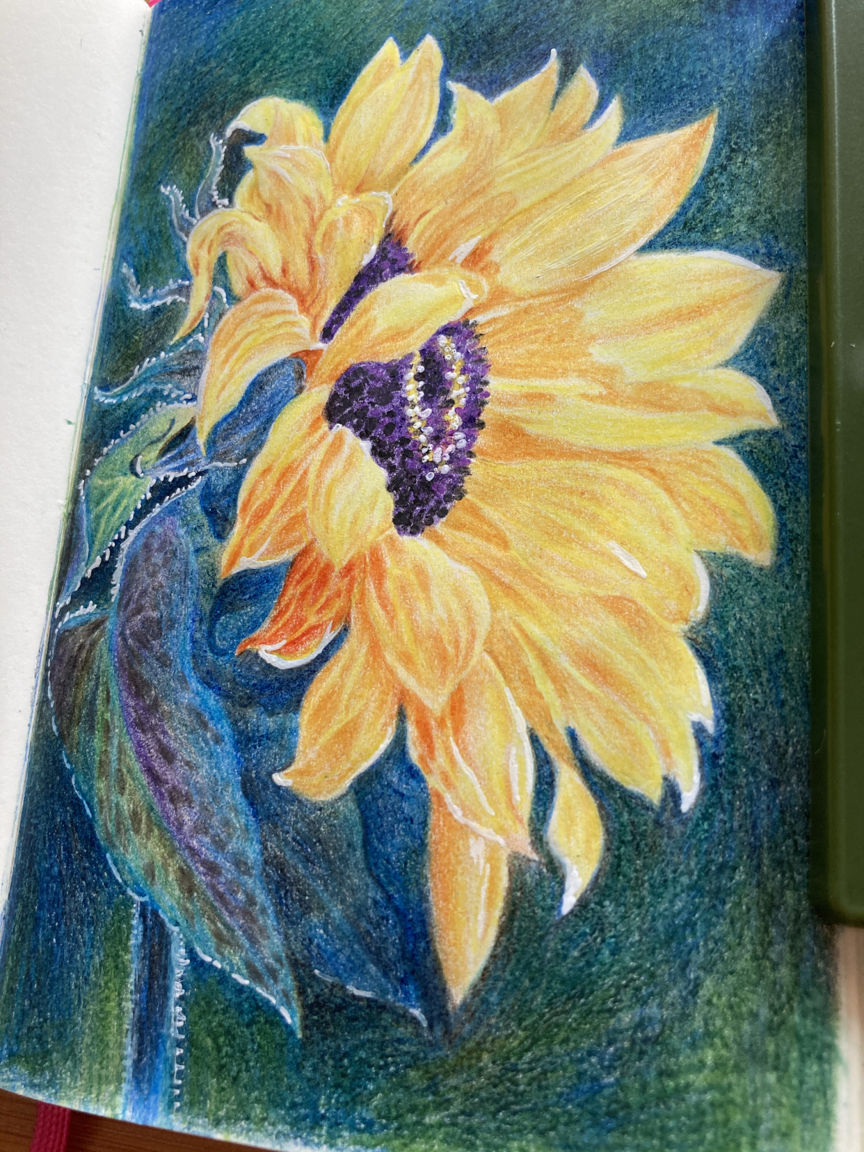 每日一画彩铅作品——向日葵