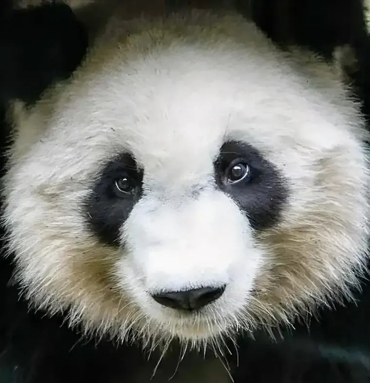 美兰,雄性大熊猫.