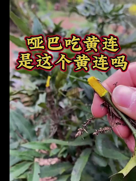 哑巴吃黄连中的黄连是这个吗?