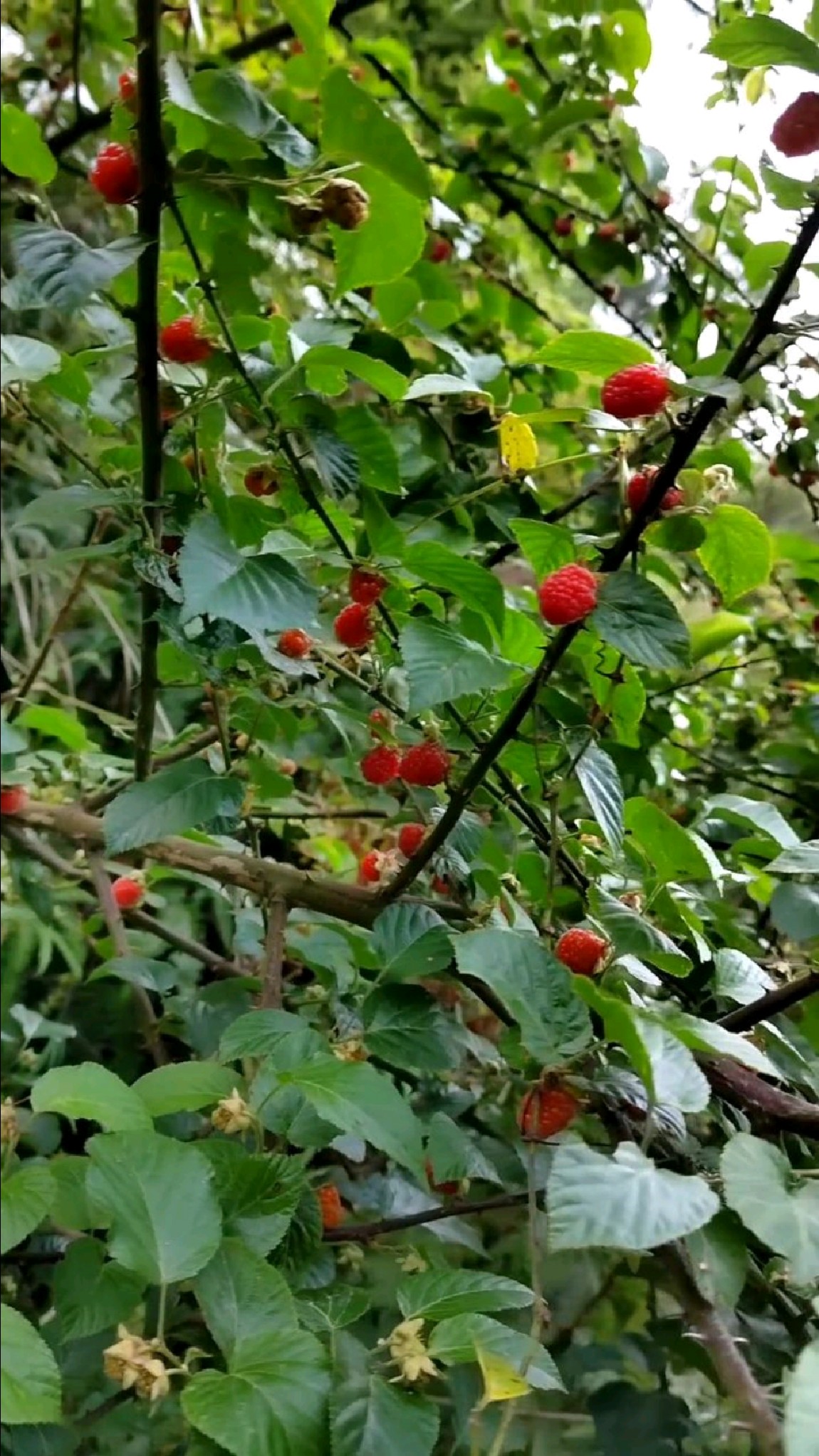 树莓的样子图片