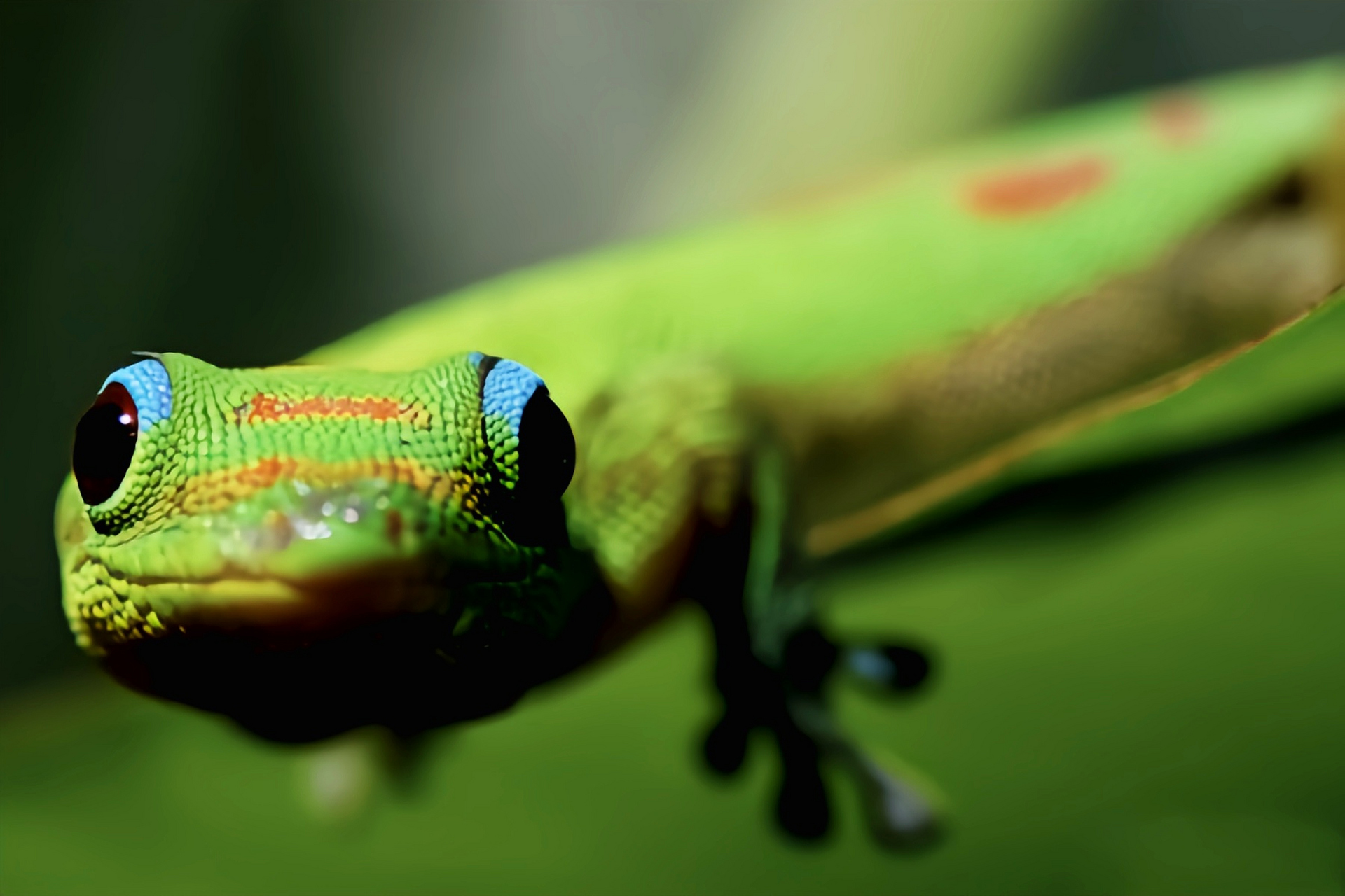 每天认识一种动物——金粉日行守宫 金粉日行守宫别名尾疹残趾虎,原产