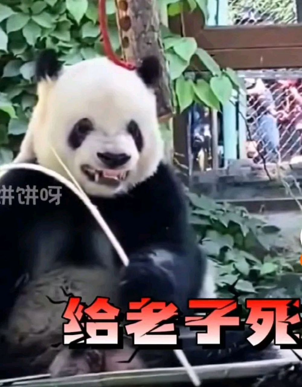 还是飞云强,别熊都是把竹子,细细的掰断咬.