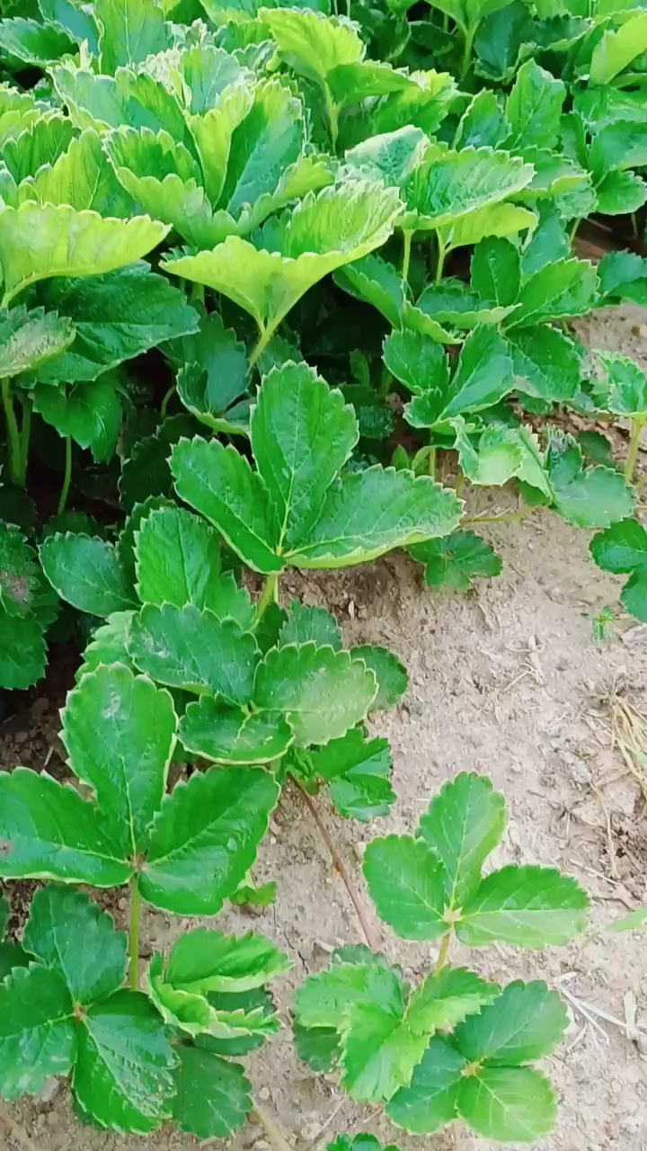 章姬草莓苗 四叶一芯 秋季出圃 植株矮粗壮 毛细根发达 无病虫害-度小