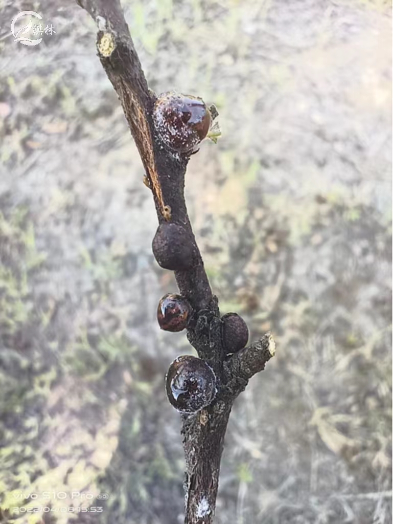 球坚蚧的发生特点及防治技术