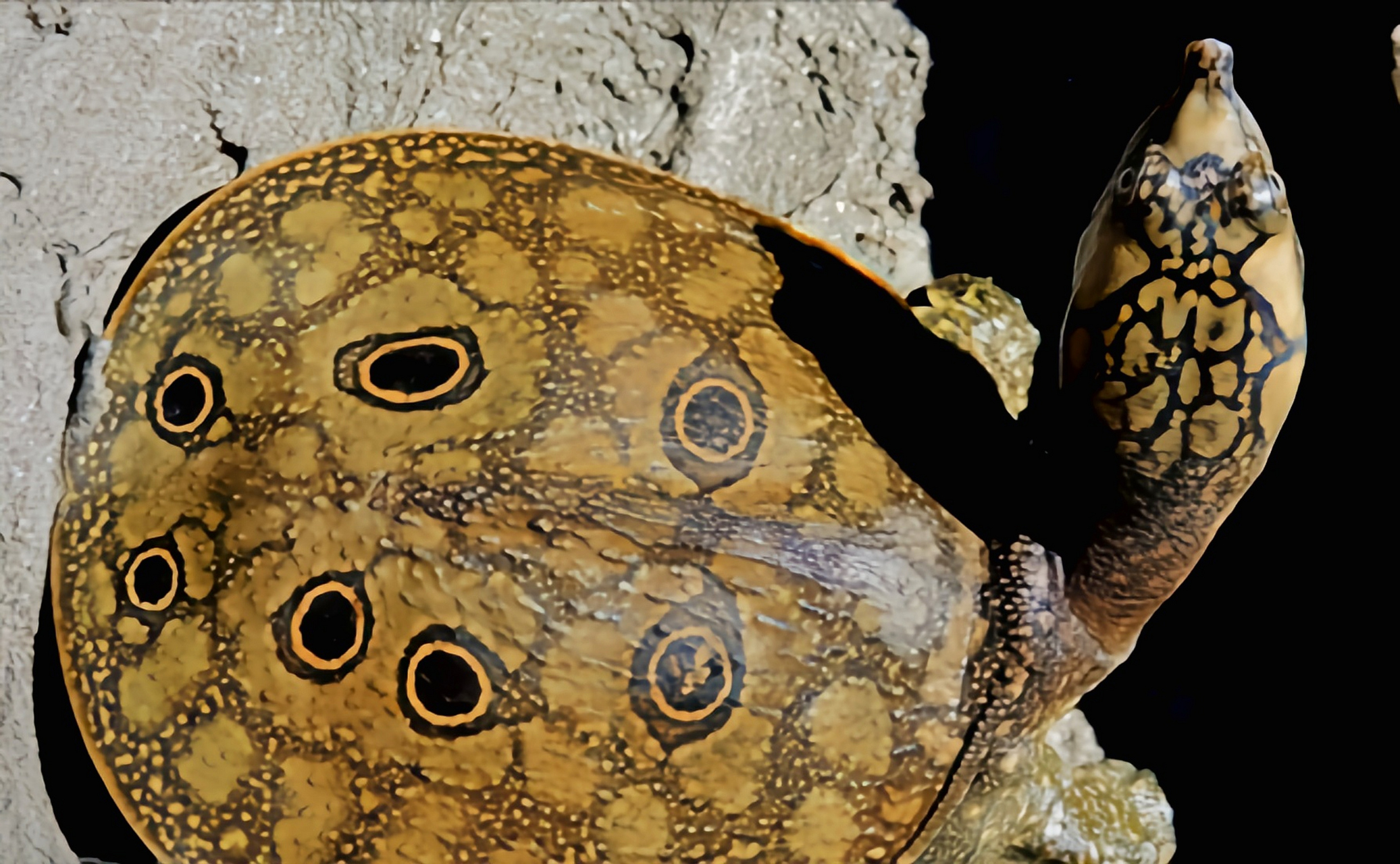 每天认识一种动物——缅甸孔雀鳖 缅甸孔雀鳖别名丽鳖,尼氏鳖,主要