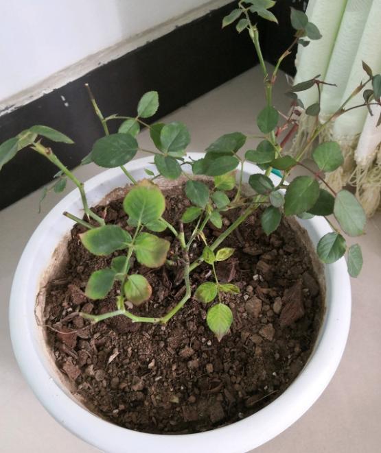 是冬剪前移植好?还是冬剪后移植好?