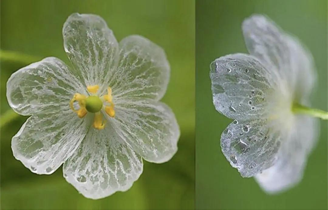 神秘纯洁的"山荷花,遇水花瓣变透明,晶莹欲滴"可遇不可求"