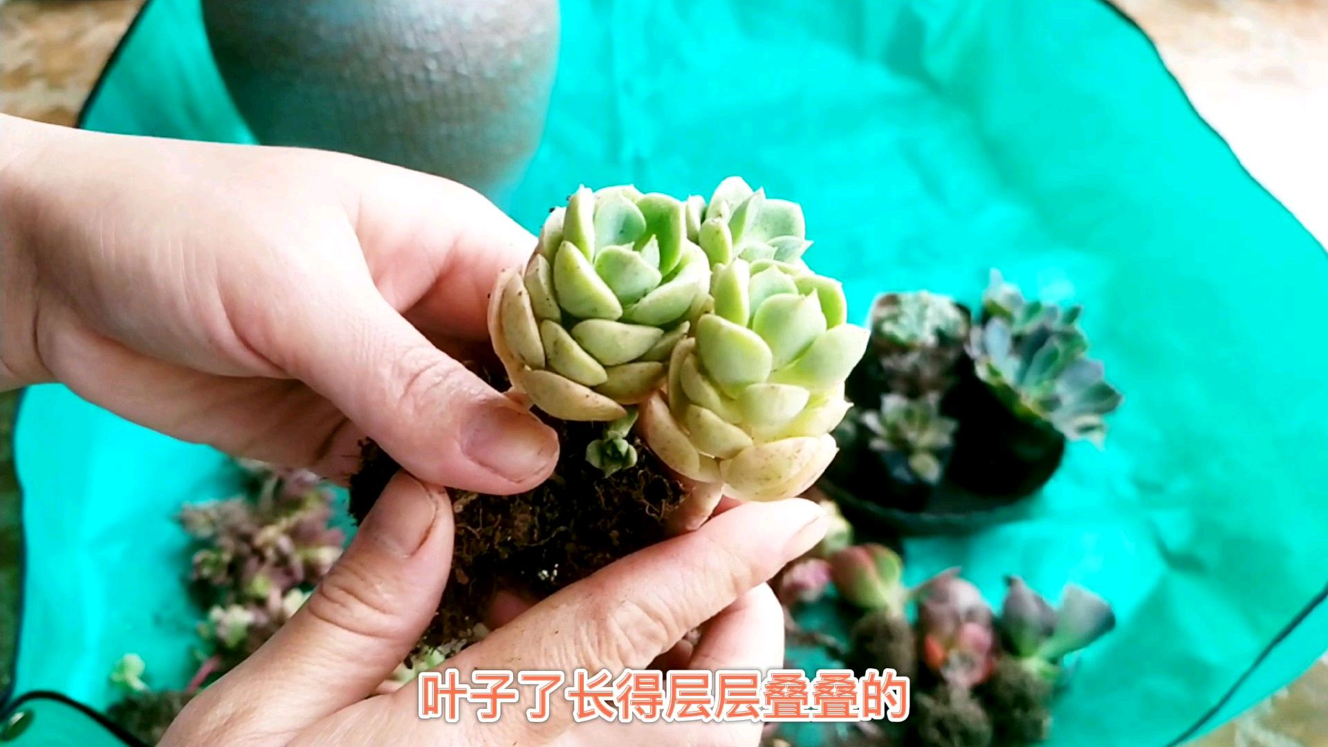 夏季买回来的多肉小苗,需要修剪根系吗?我是这样给它处理的