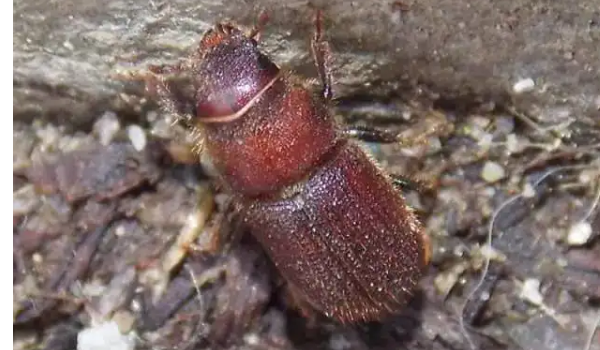 家中常见的爬虫