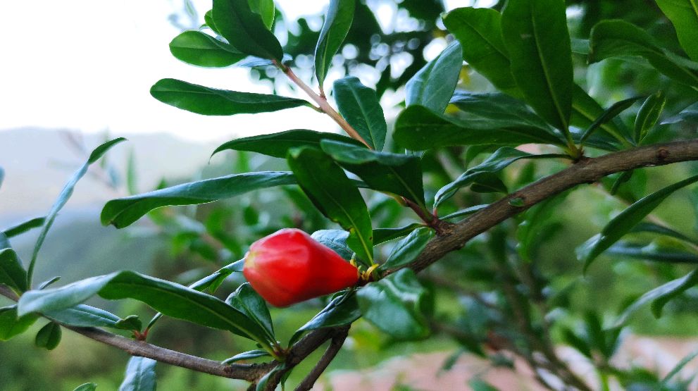 蒙阳红石榴,4年后终于开花了