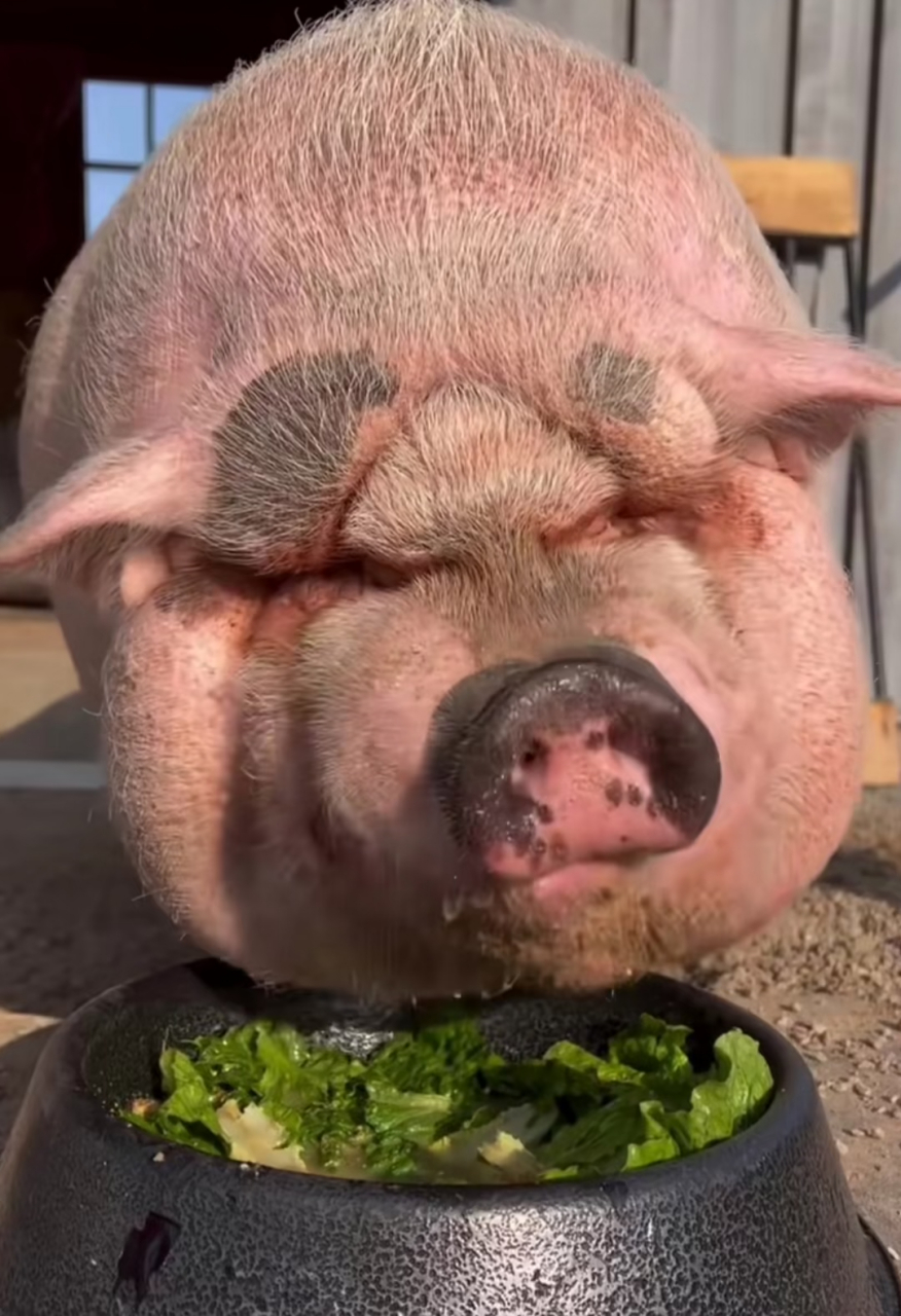 像不像你女朋友吃饭时的样子