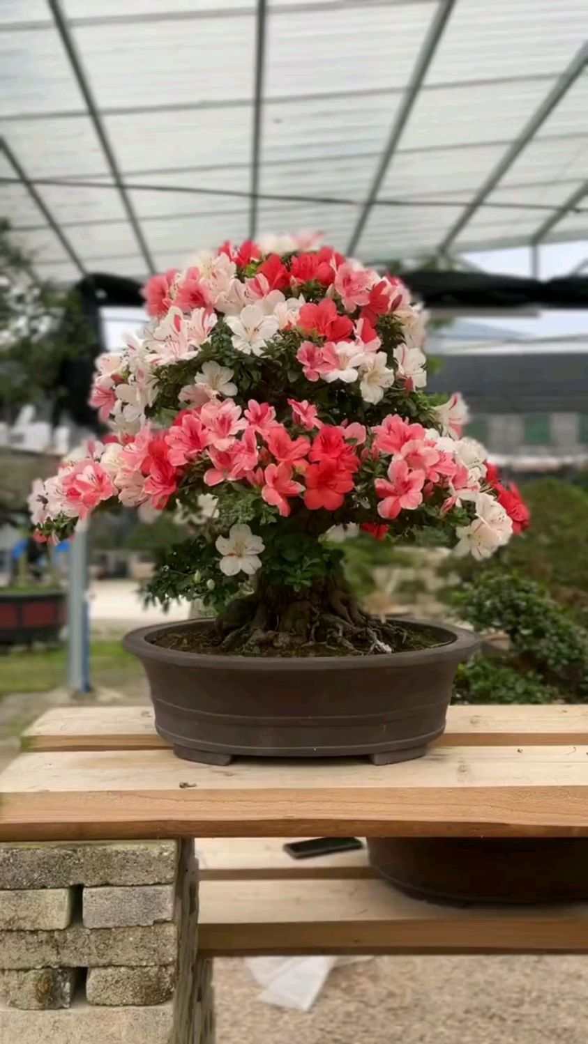 皋月杜鹃,千代之誉