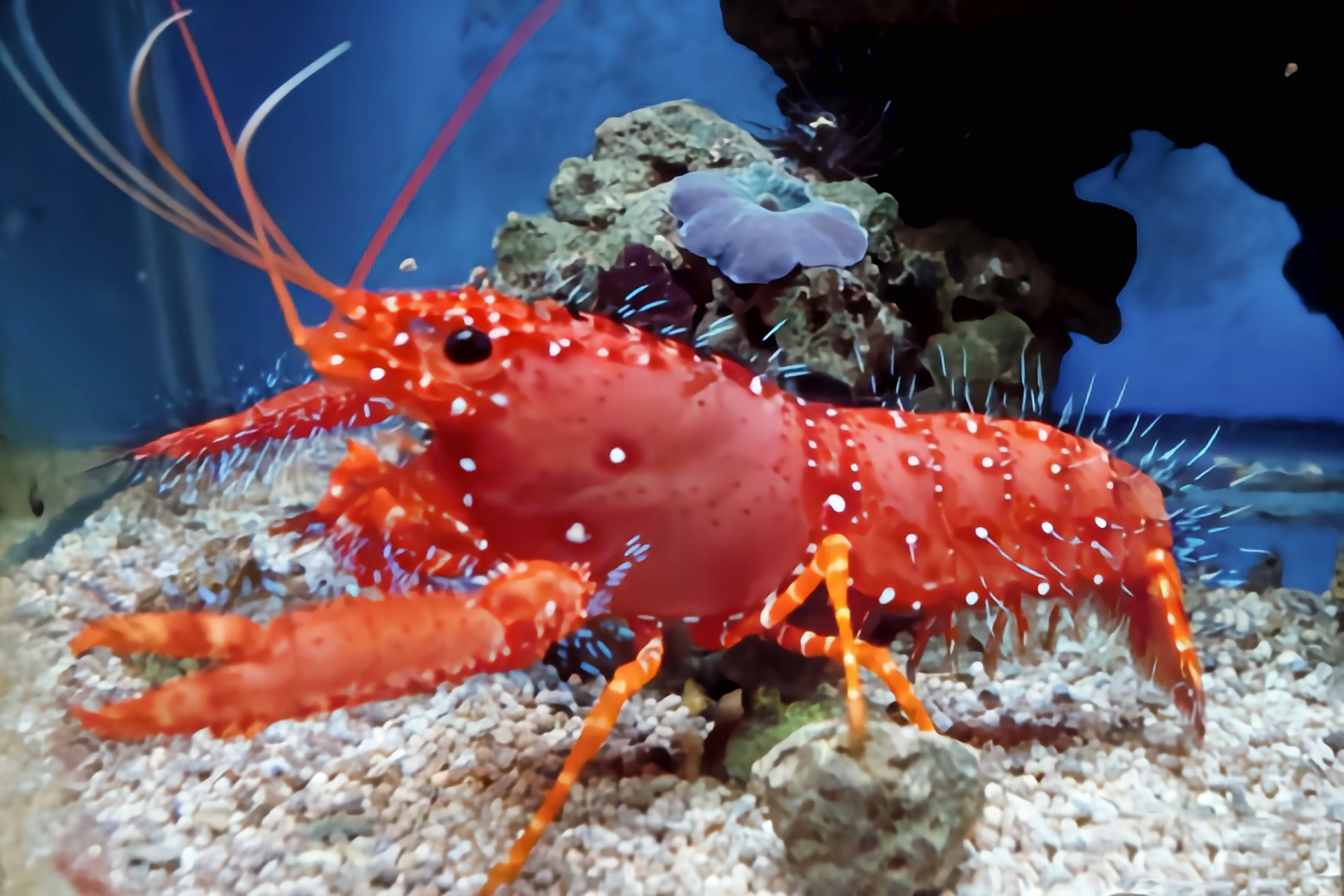 每天认识一种动物——东方礁螯虾 东方礁螯虾别名红光虾,原产于印度洋
