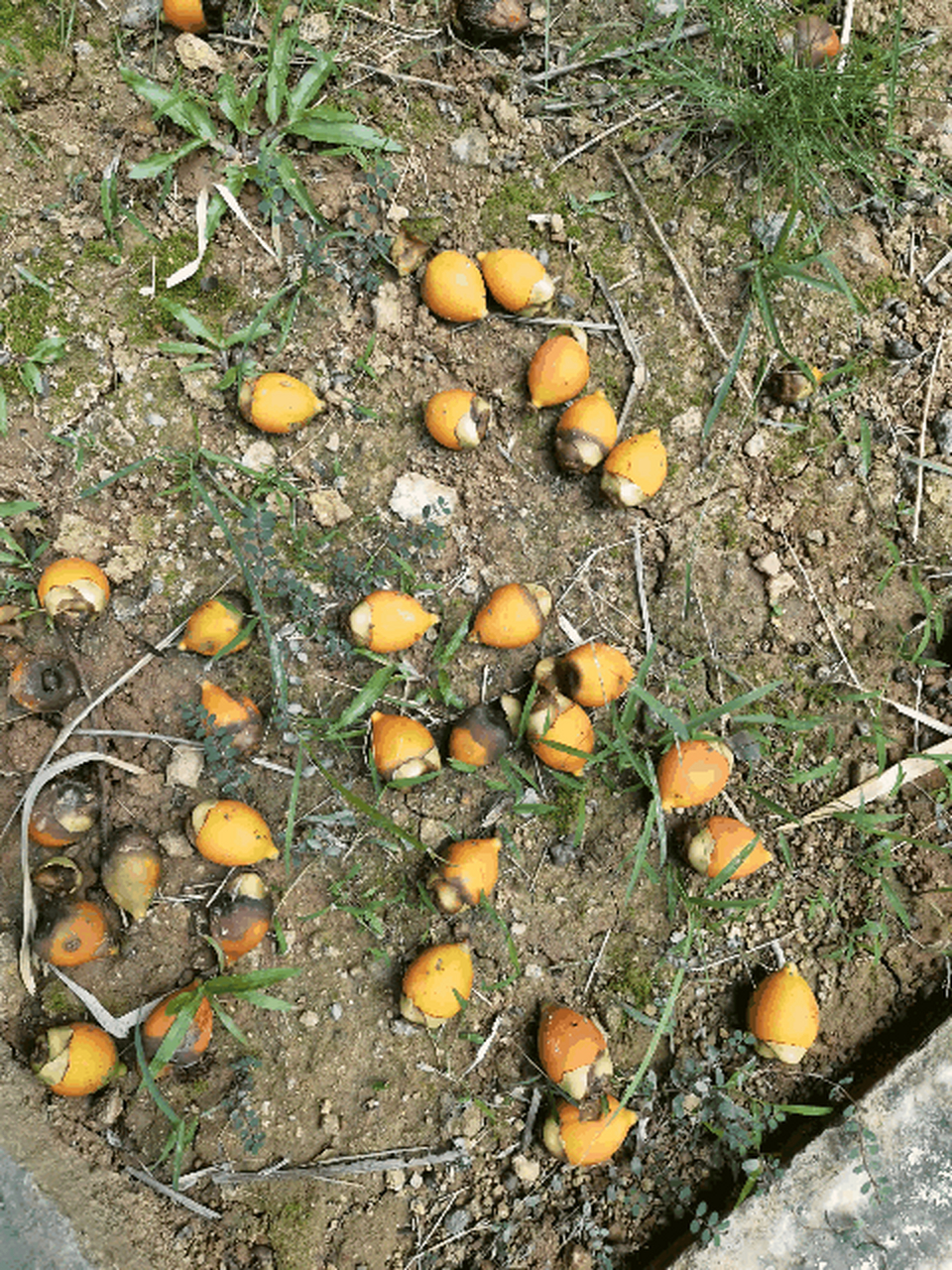 有谁知道这是什么植物的果实? 是大王棕,还是布迪椰子的果实?