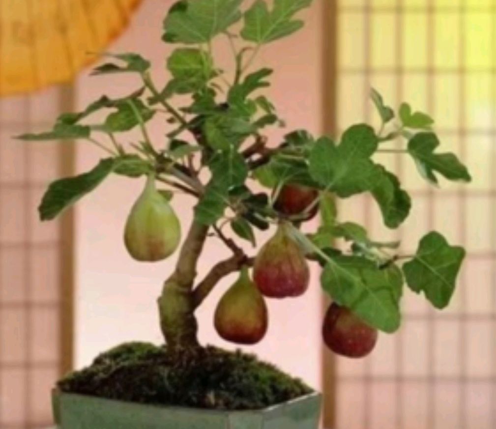 快过年了,无花果盆栽管理很重要,该怎样管理?