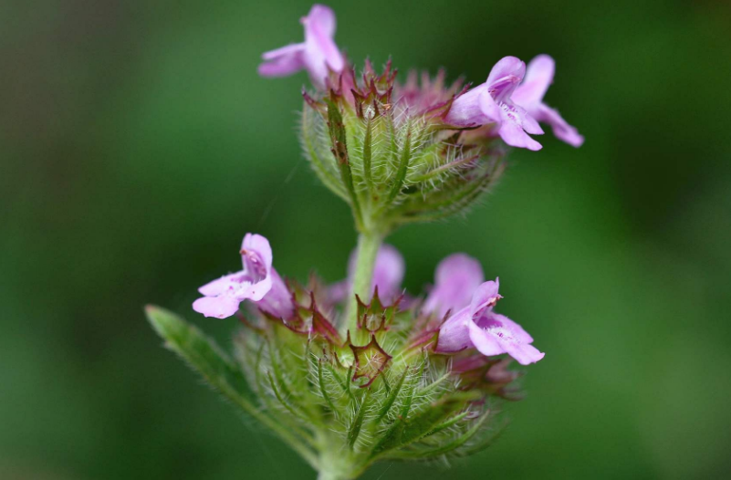 人称"蜂窝草",嫩叶是稀罕野菜,民间常用炖肉,花还能祛口臭