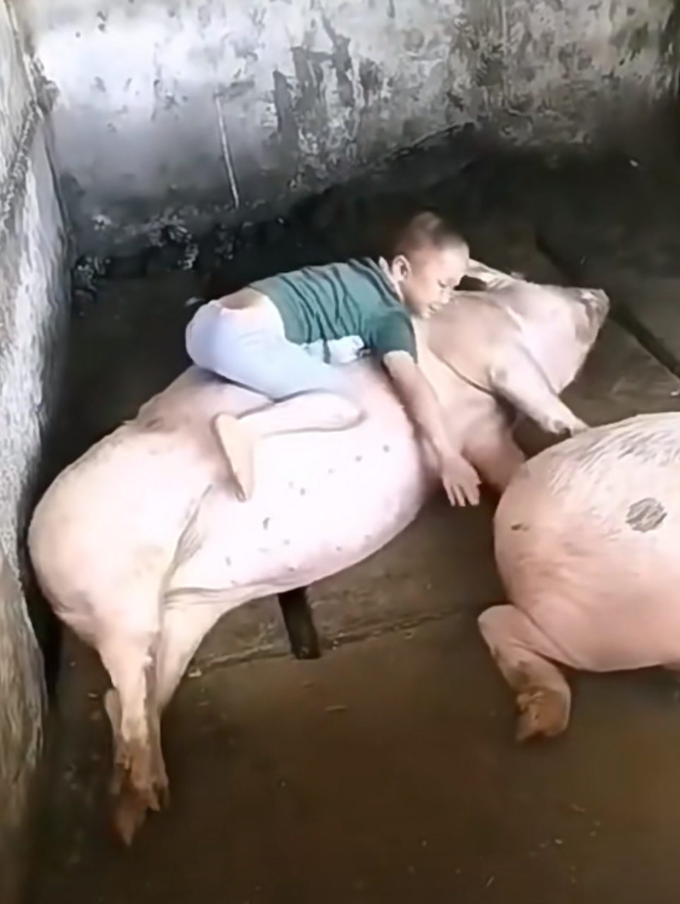 看这小孩的多喜欢这头猪,睡觉都的一起.