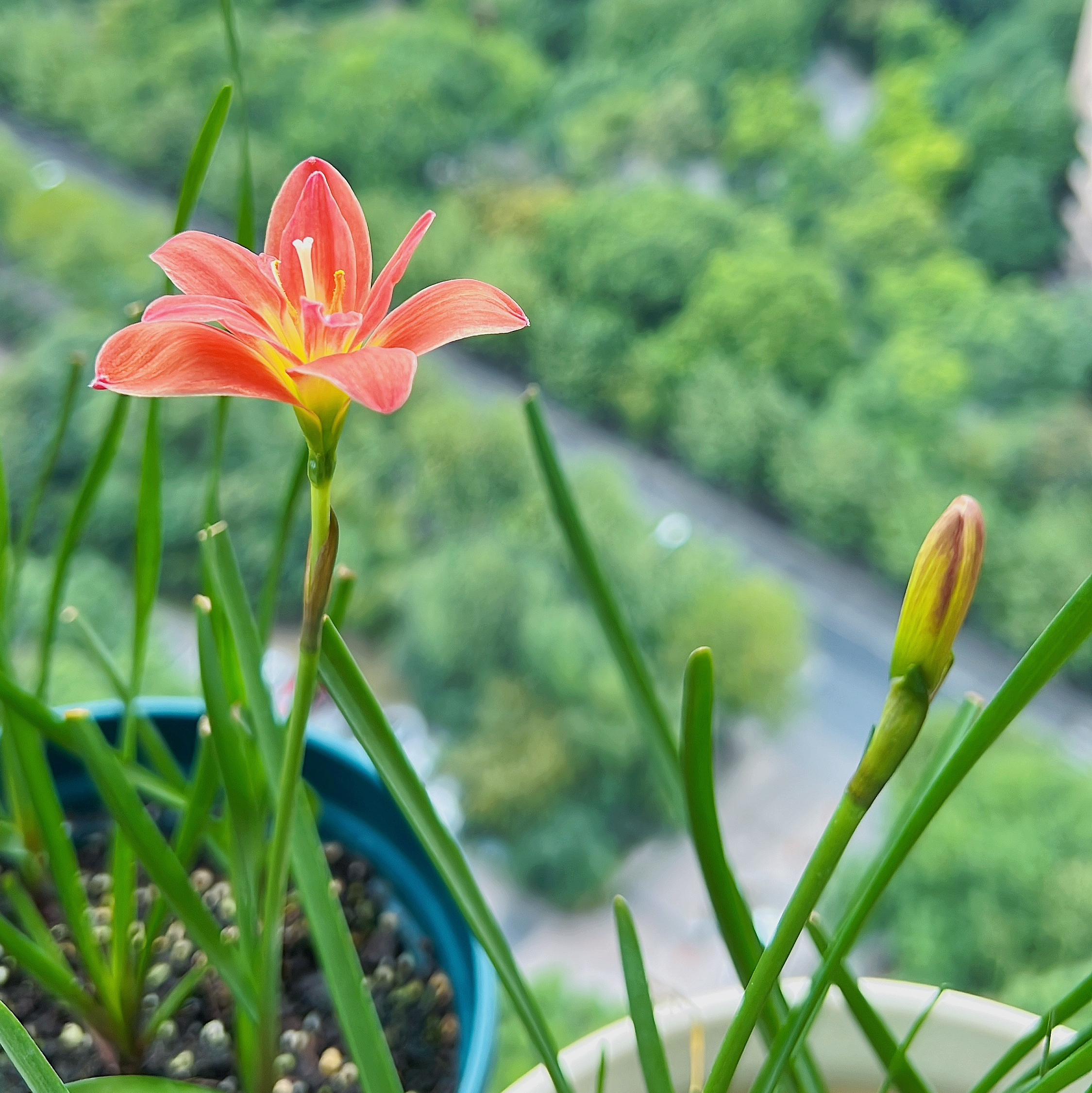 重瓣风雨兰,秋日的"拉风"