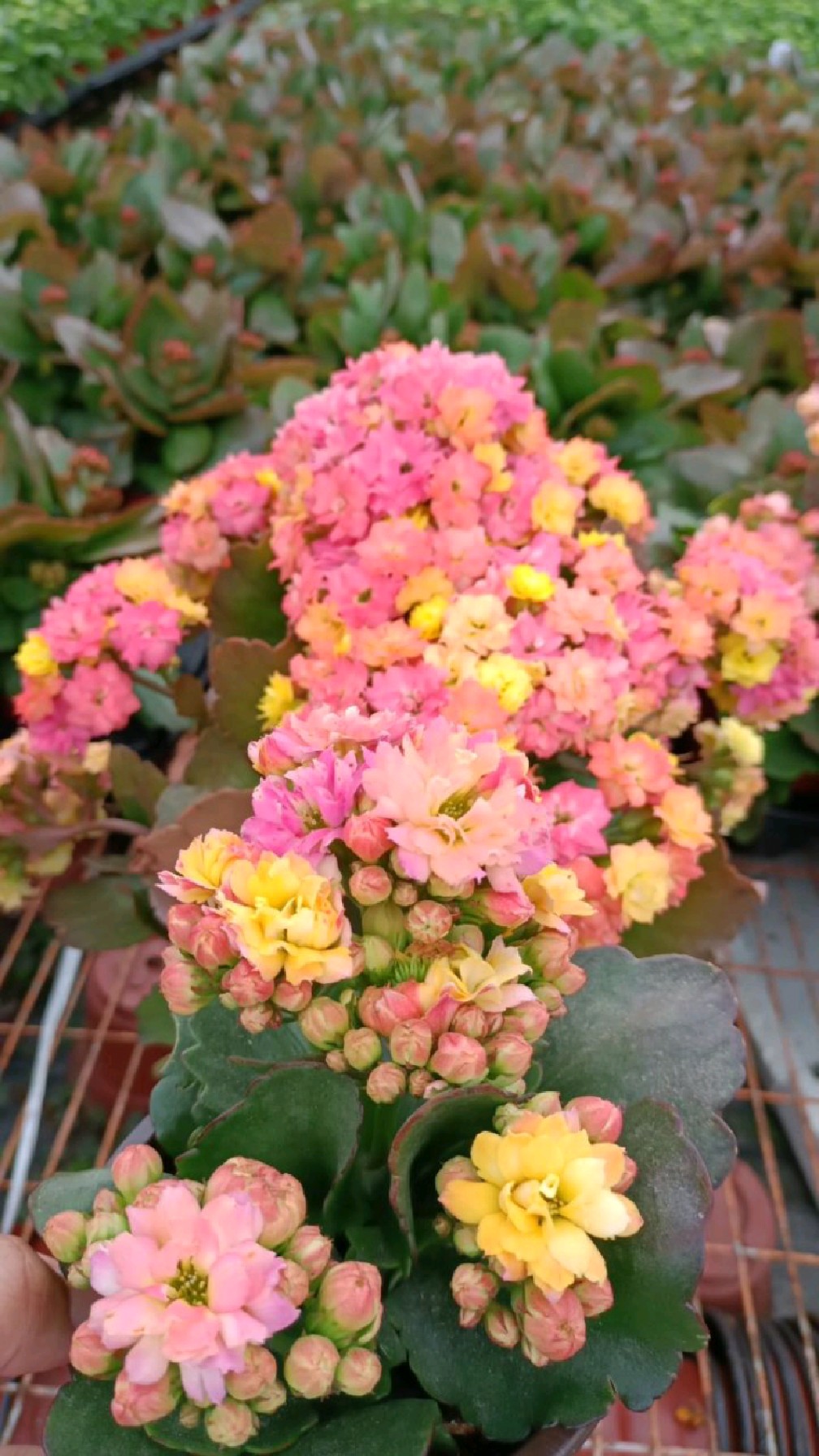 两款自带美颜效果的渐变色长寿花,别再搞混她们姐妹两个了花友们-度小