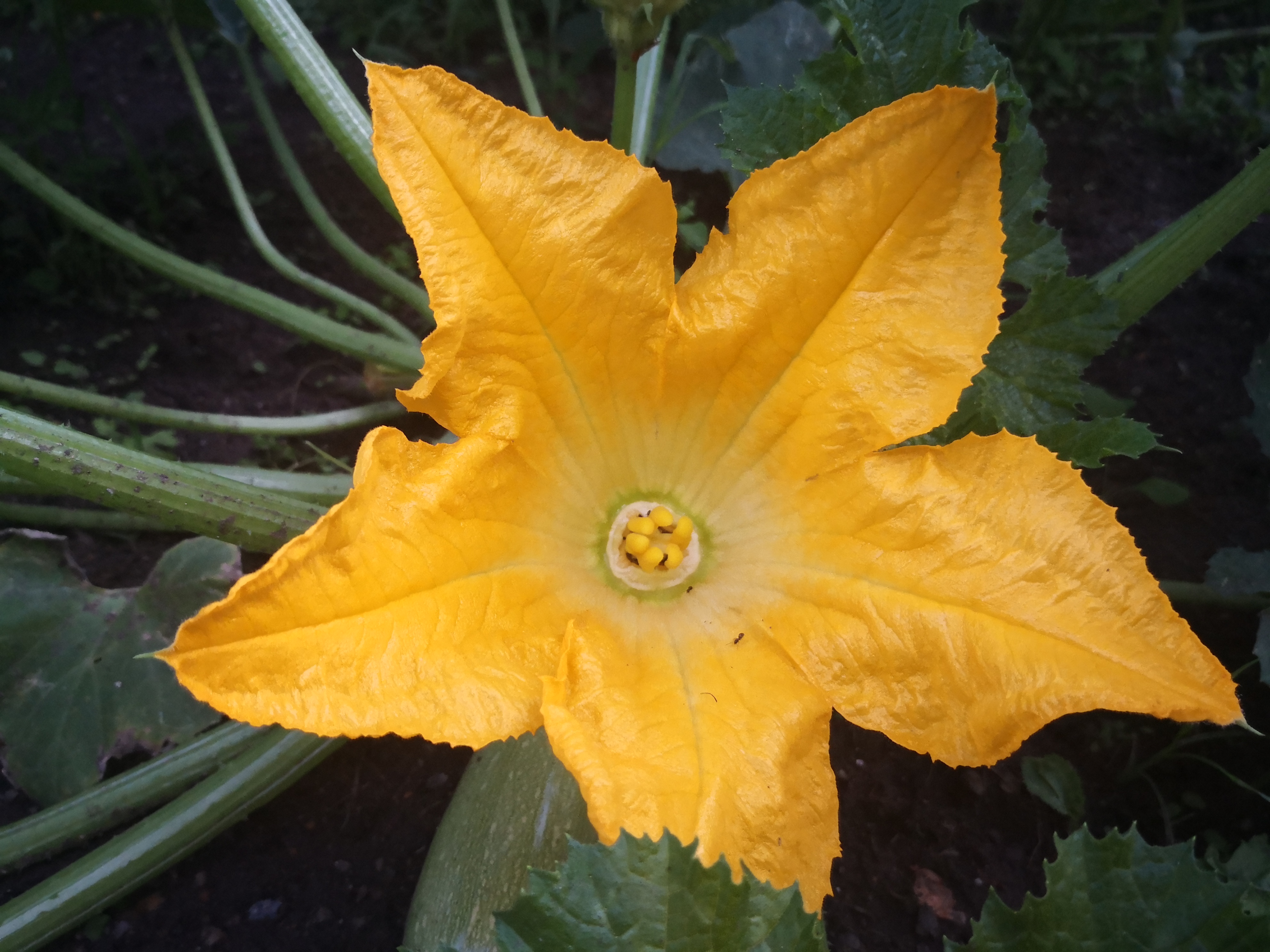夏日独特一景——葫芦花开大气又端庄,包含着金黄色的幸福感