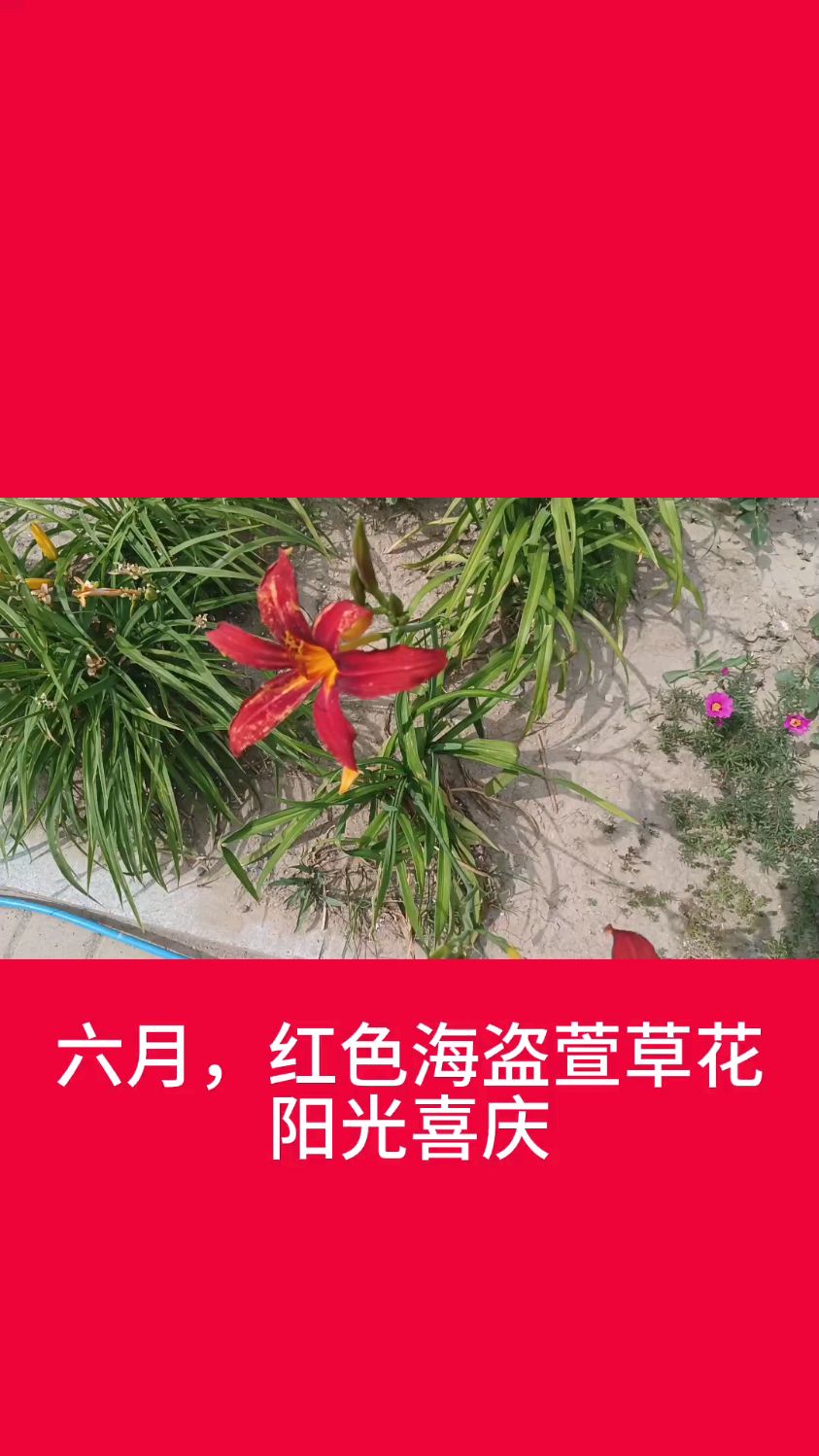 六月红色海盗萱草花阳光喜庆