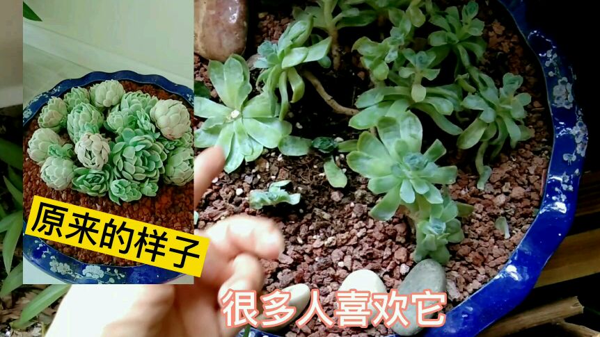 养了四个多月的冰梅,一个夏天已经面目全非,最容易徒长的多肉