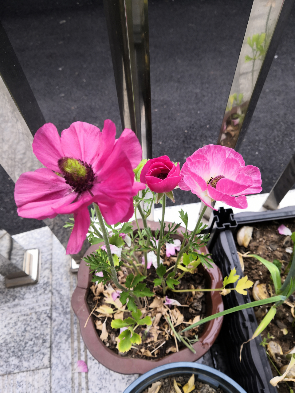 买了种球开出来是这样的,单瓣的野生花毛茛,商家骗人说是重瓣的,又上