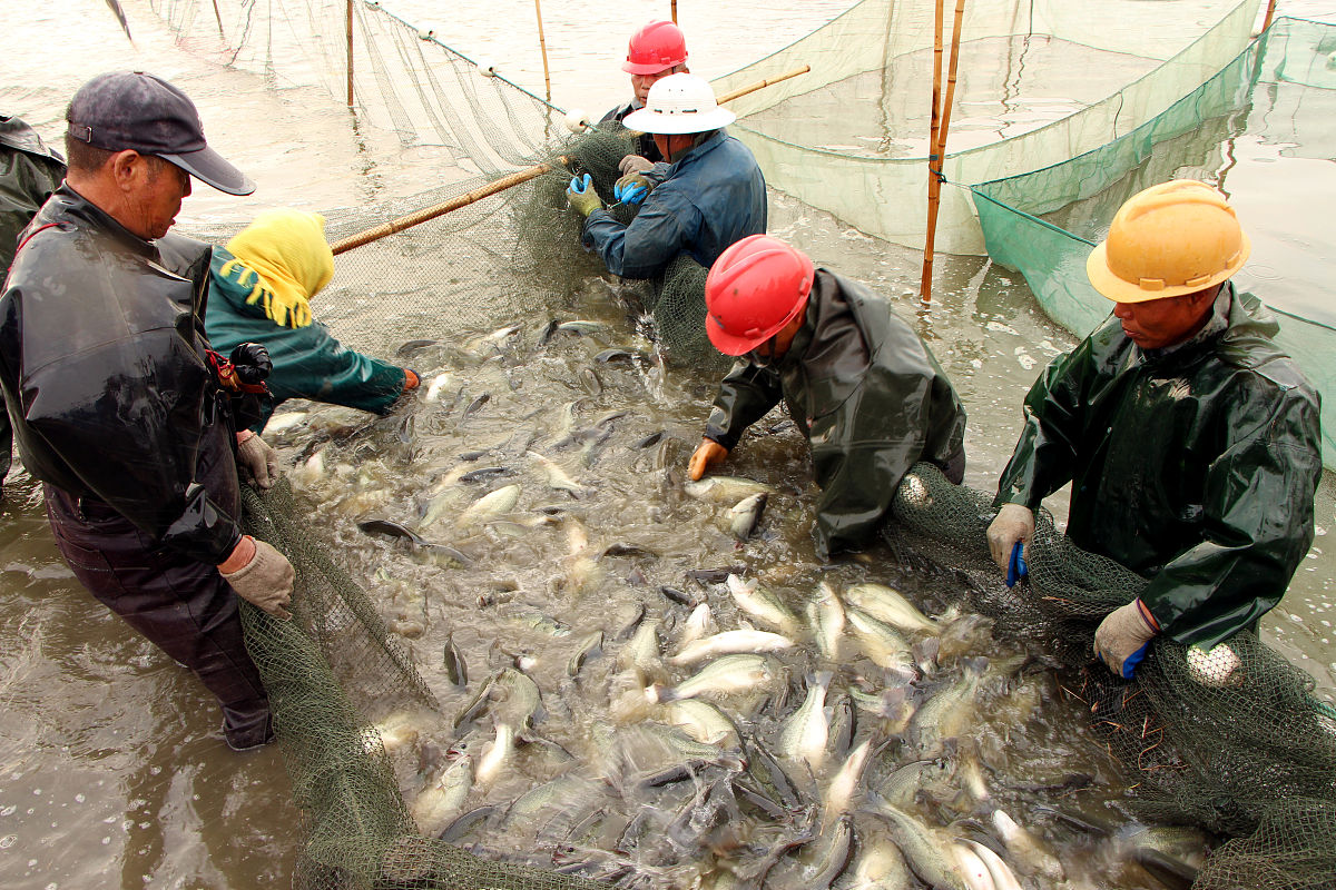 淡水鲈鱼养殖指南:打造健康成长的鱼塘
