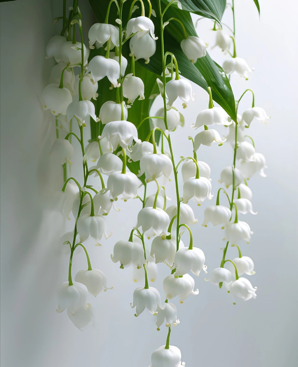 铃兰花# #植物# #每天认识一种植物