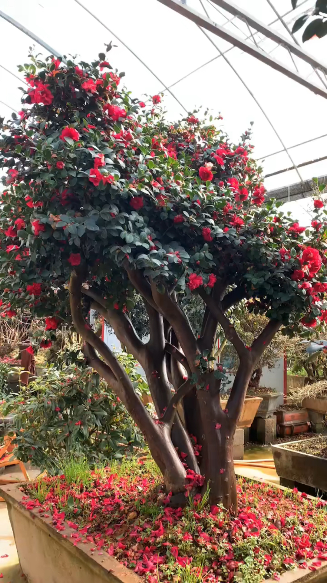 老桩财神茶梅寓意财运滚滚四季常青不落叶现在正是花期-度小视