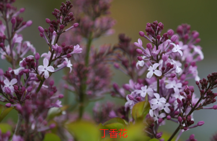 石楠花的丁香花的区别