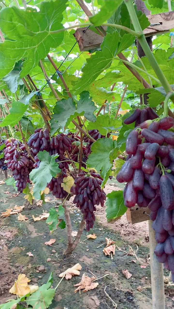甜蜜蓝宝石葡萄苗价格树势旺盛花芽分化量充足抗寒耐干旱