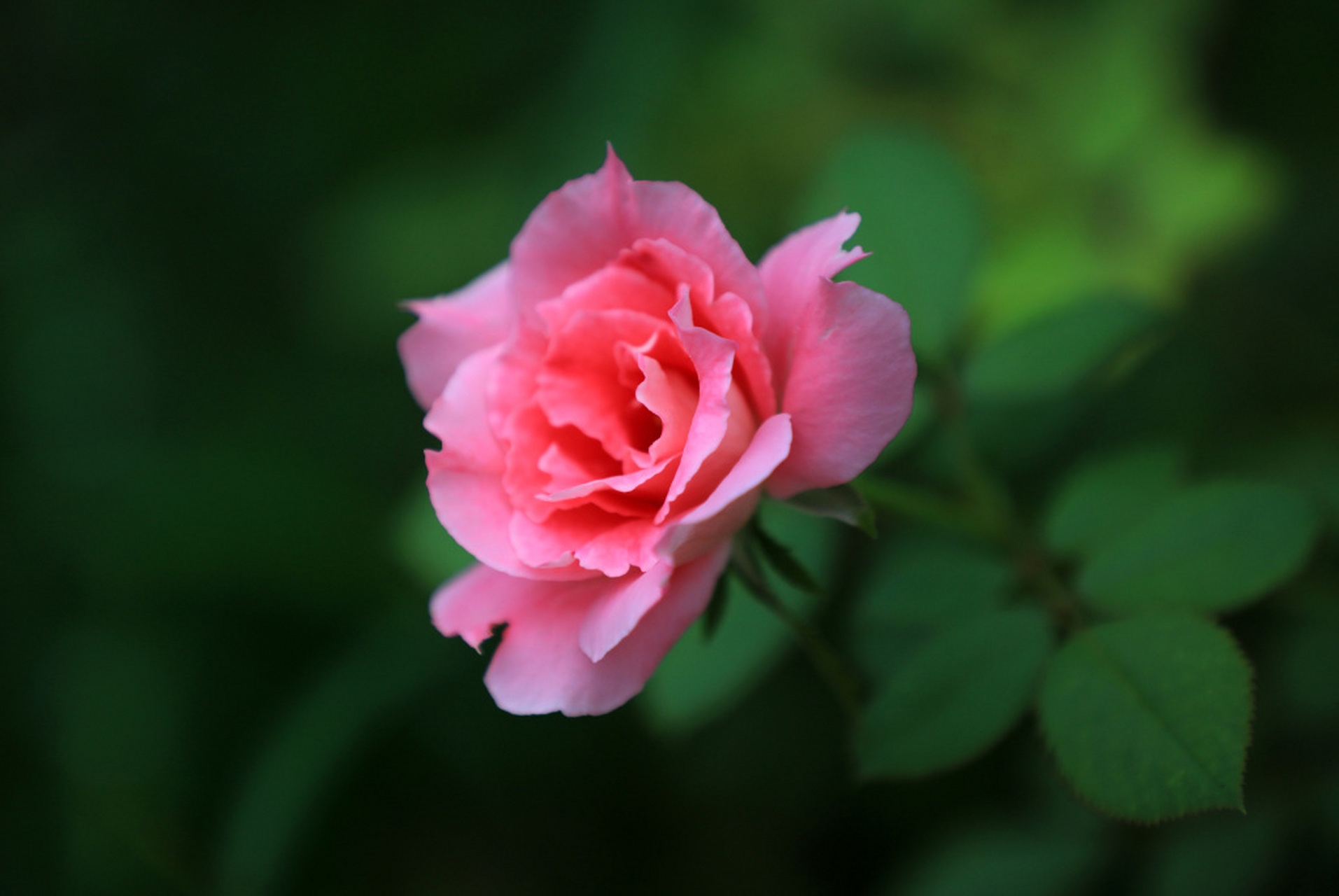 初秋,江苏淮安,楚秀园内的月季花盛开,花香弥漫,五彩斑斓.