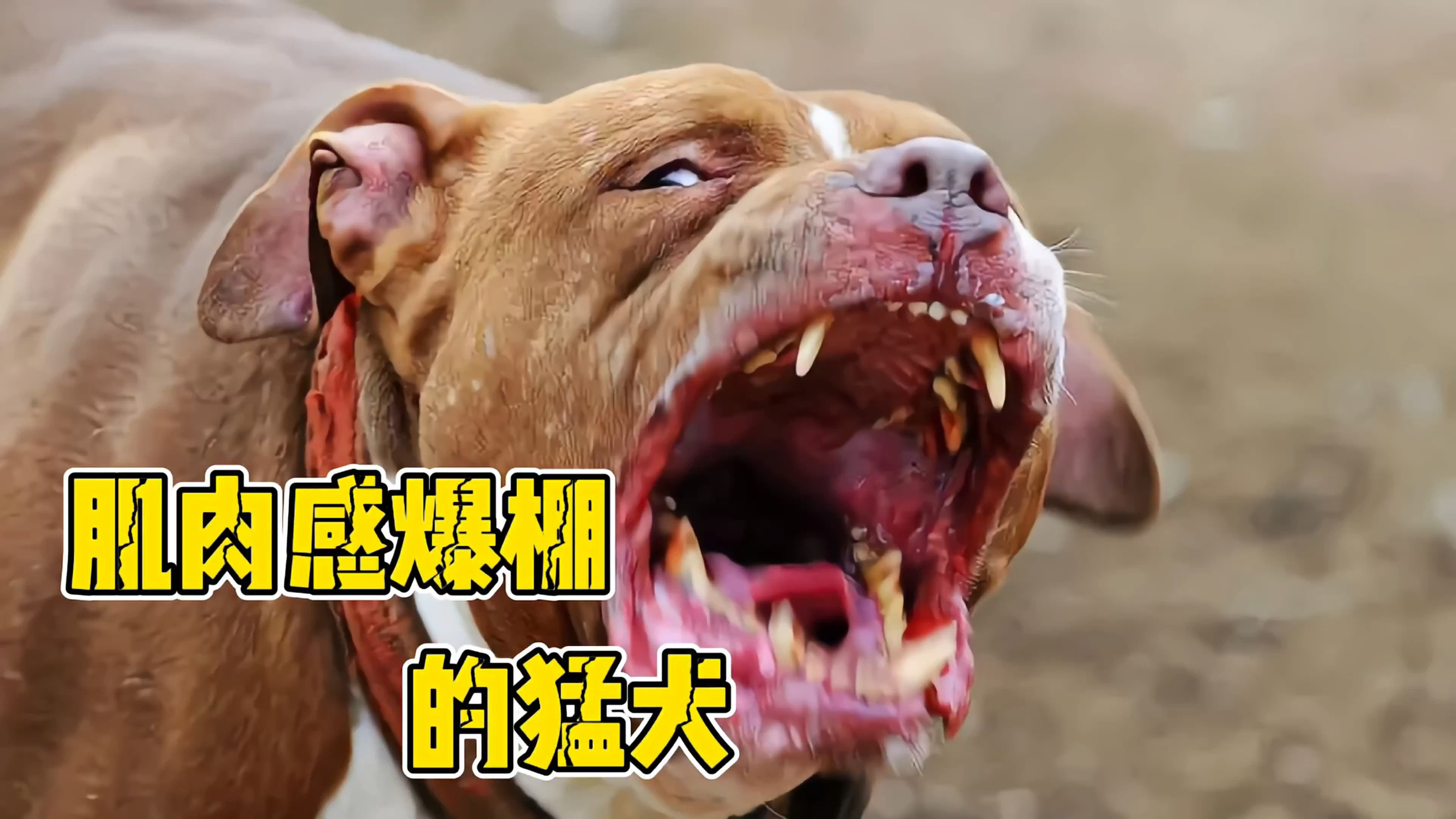 肌肉感爆棚的狗