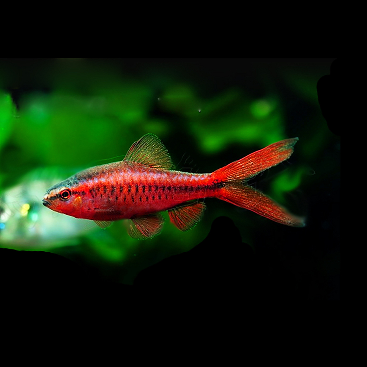 观赏鱼# 樱桃无须魮(学名:puntius titteya)是鲤形目,鲤科,无须魮属