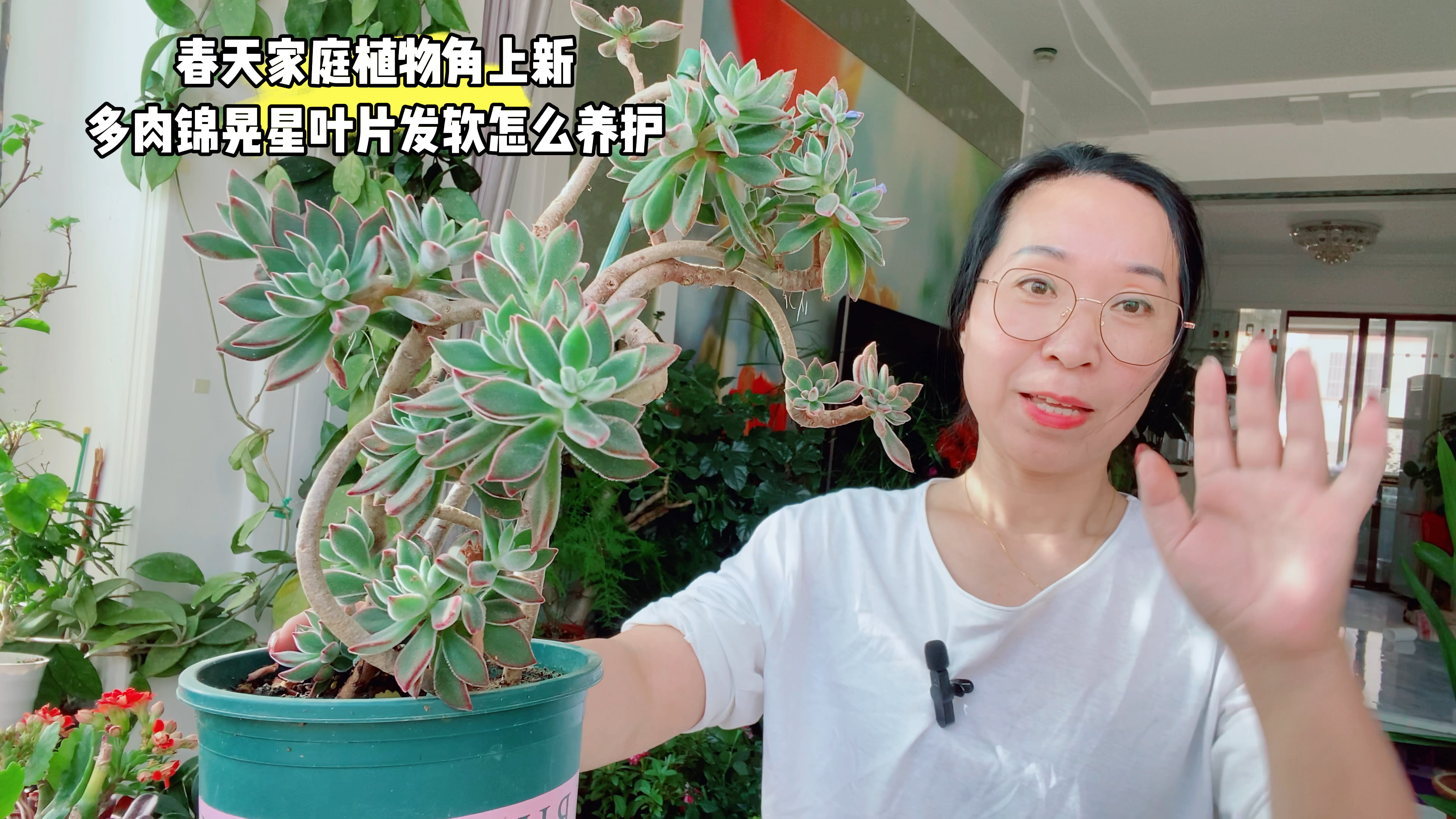 春天多肉锦晃星叶片软趴趴,怎么回事