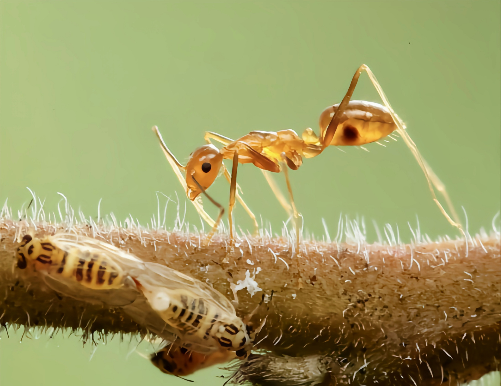 每天认识一种昆虫——细足捷蚁 细足捷蚁别名黄疯