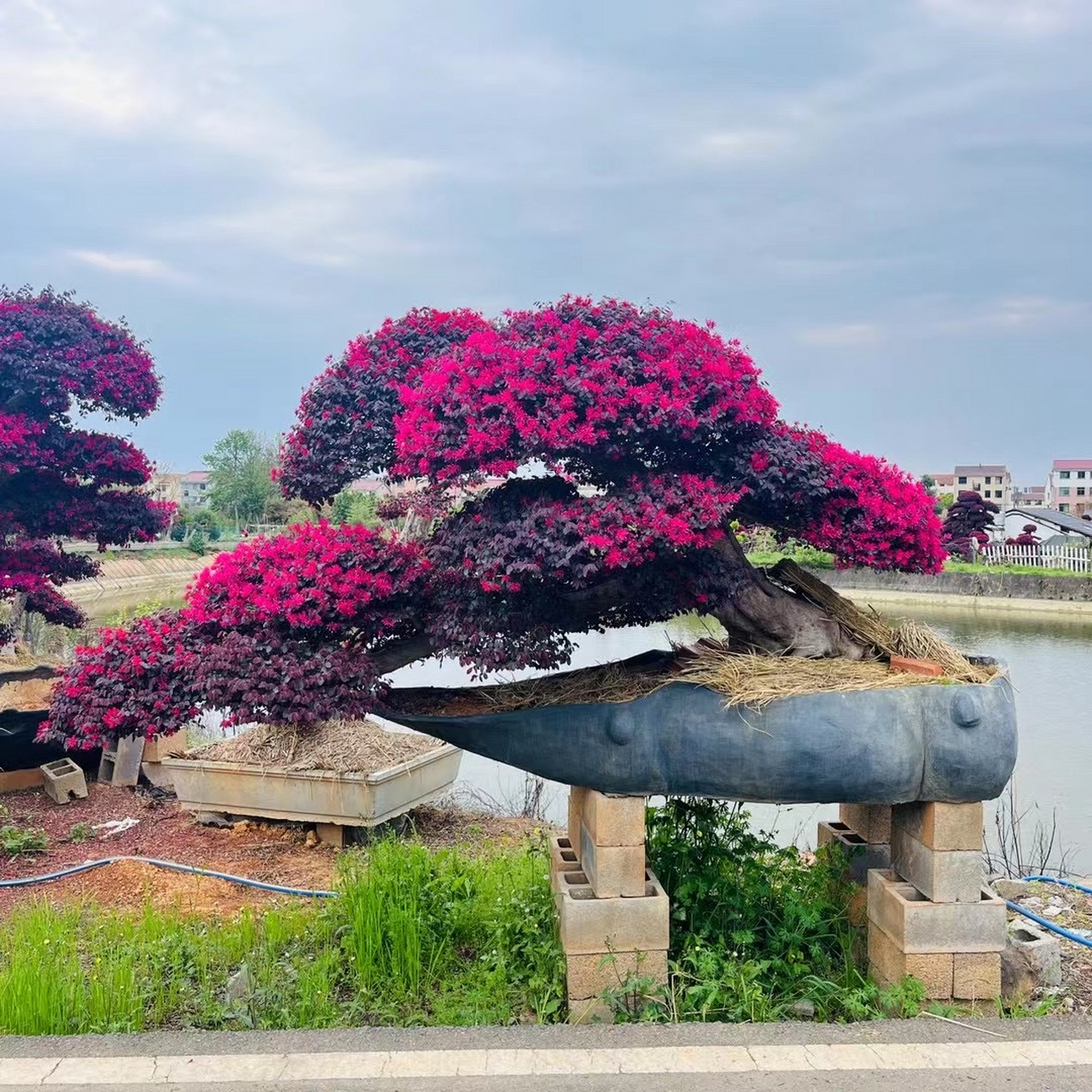 红花继木精品造型树美不