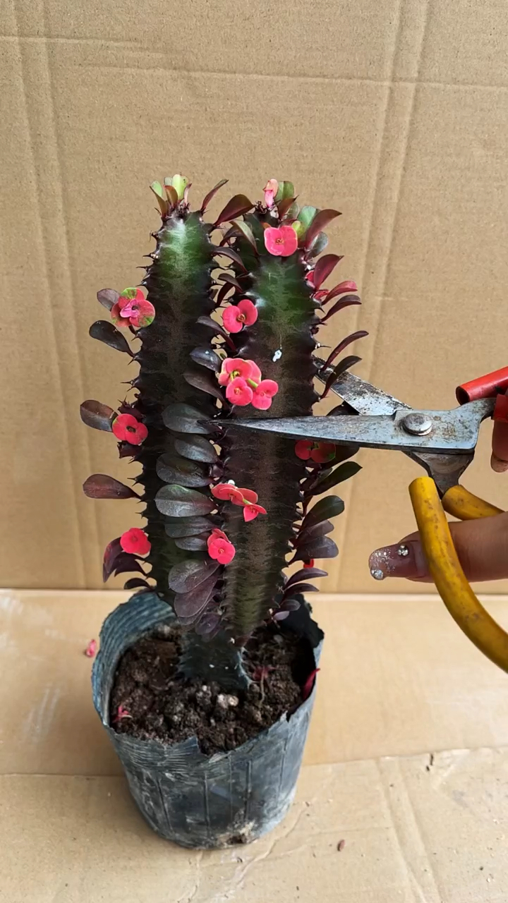 龙骨嫁接教程