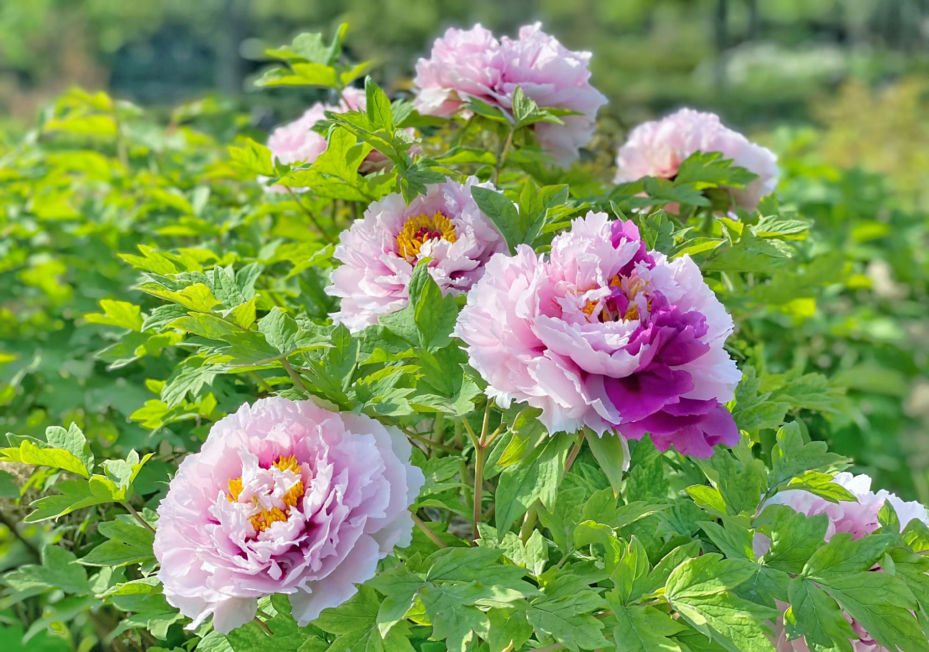 二乔牡丹花,别名洛阳锦,牡丹名品种之一.(牡丹花,摄于洛阳) 67