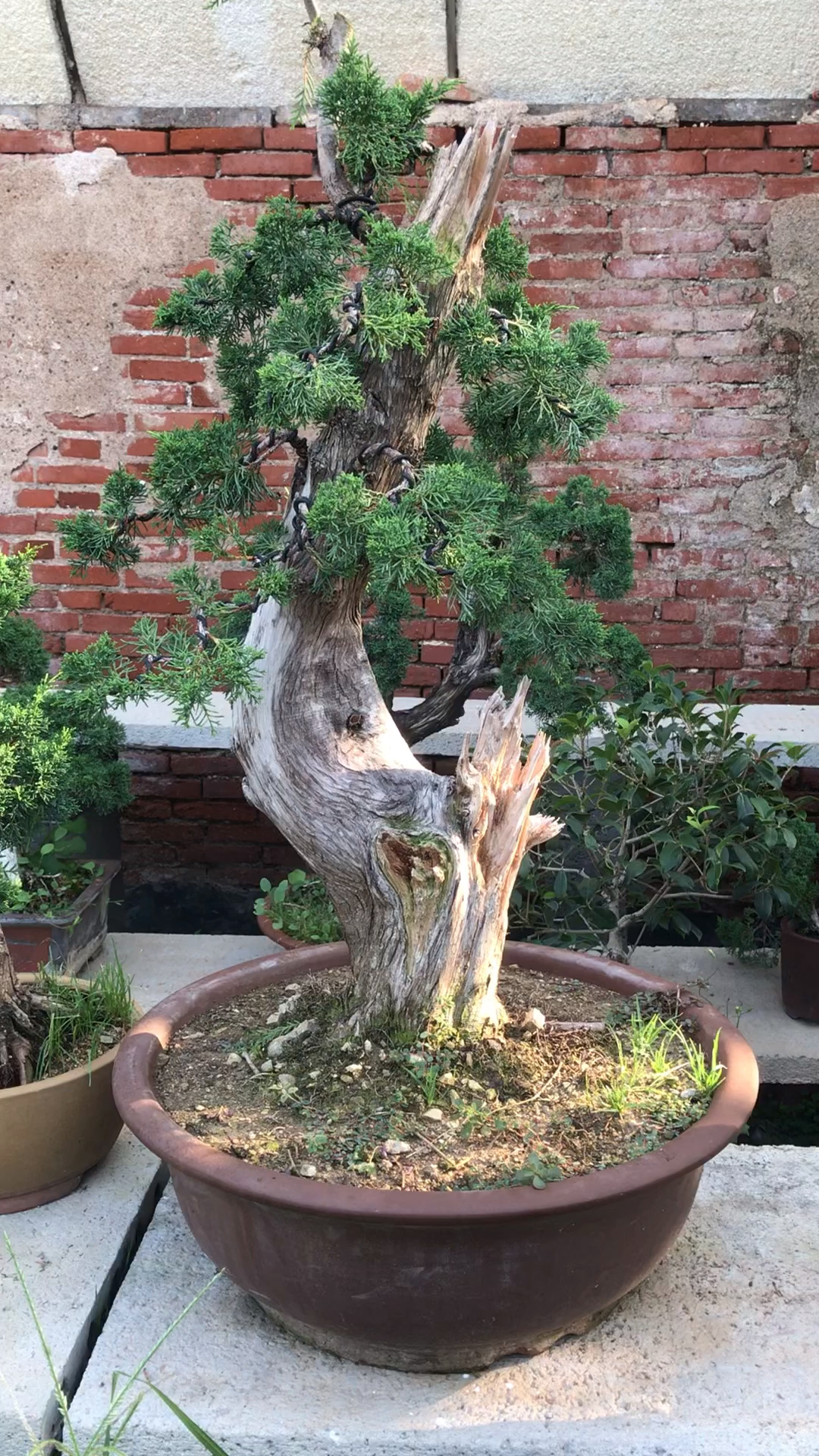 一棵特别棒的济州真柏盆景