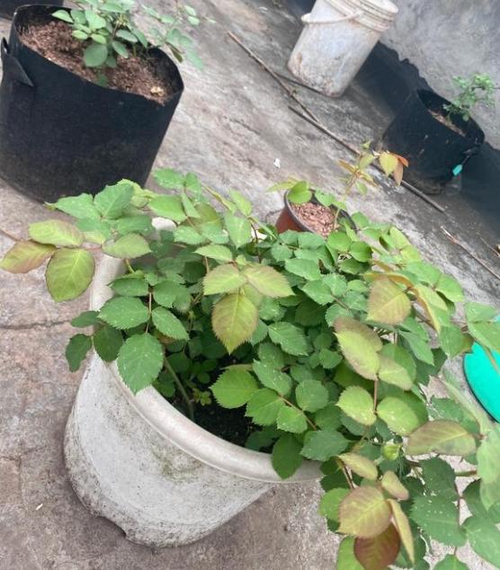 蚯蚓时间长了就搬家,花盆里的蚯蚓呆不长久的