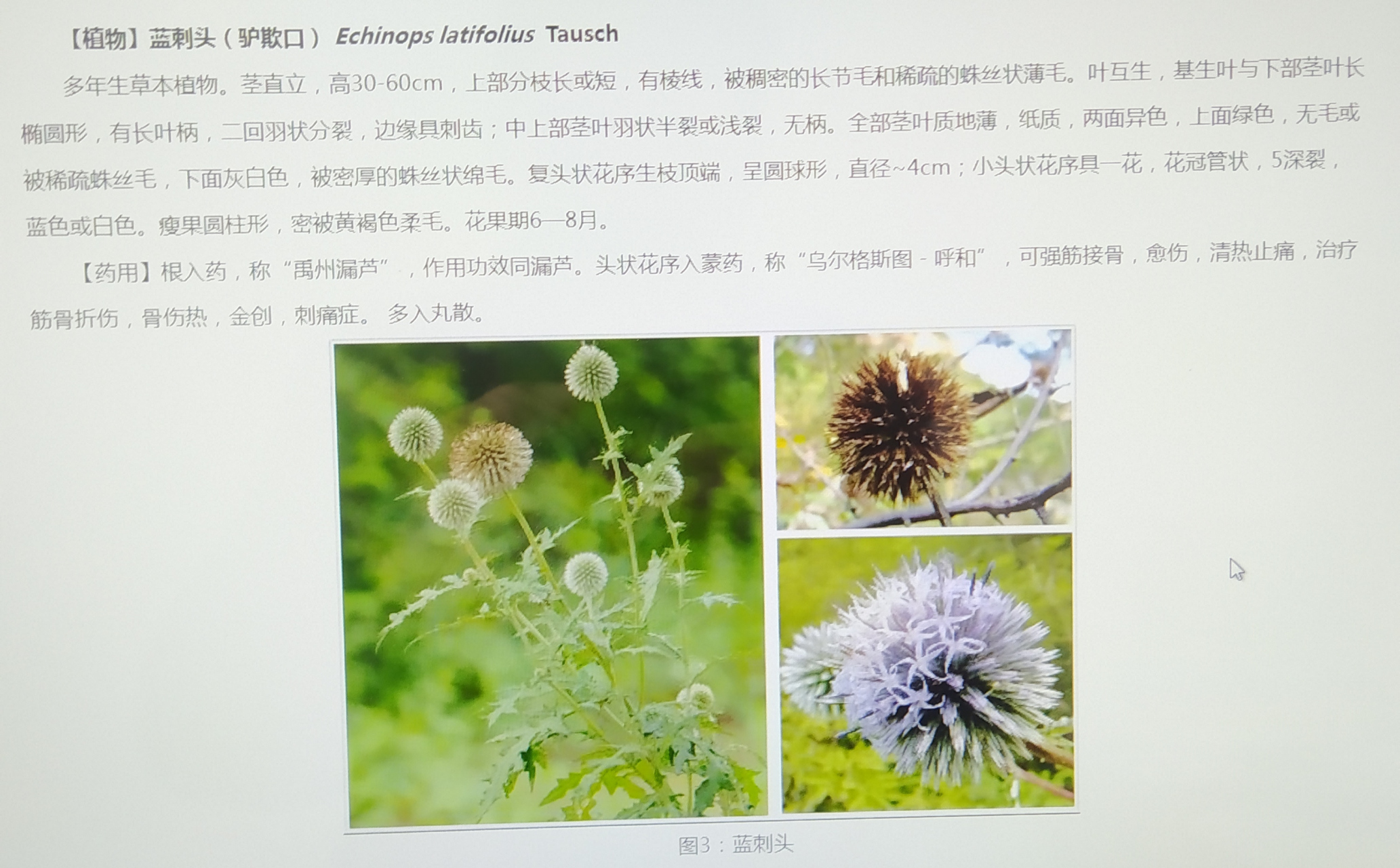 中药"蓝刺头"一一又称禹州漏芦,具有强筋接骨,消瘀散结之功效.