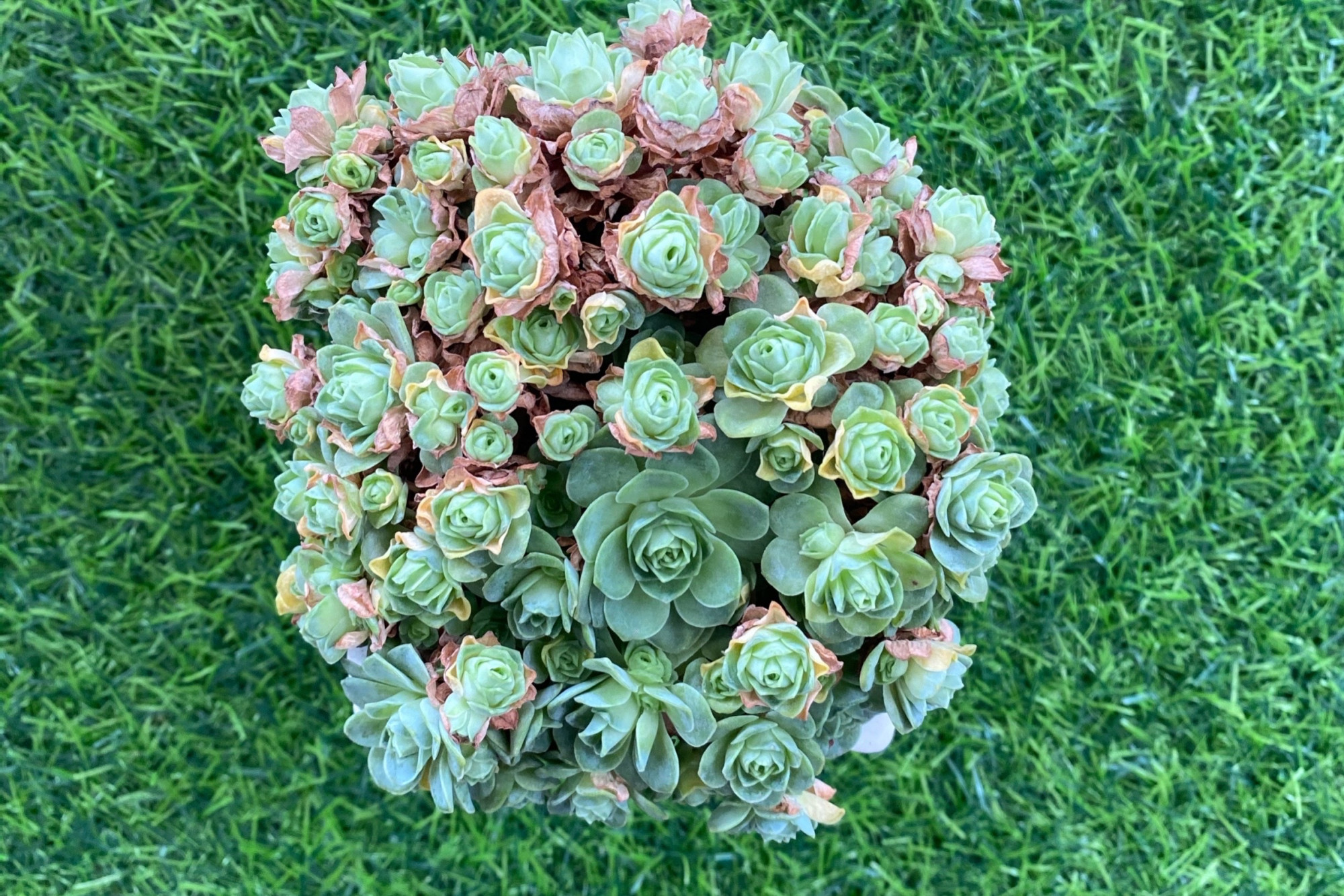 让山地玫瑰翡翠球先徒长后修剪,变成棒棒糖的形状,浪漫又漂亮