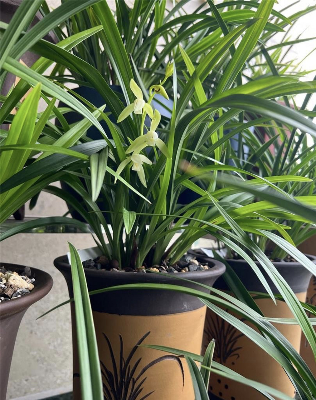 建兰龙岩素兰花,以其光泽油亮的翠绿叶子和清香甜美的花朵,成为国内兰