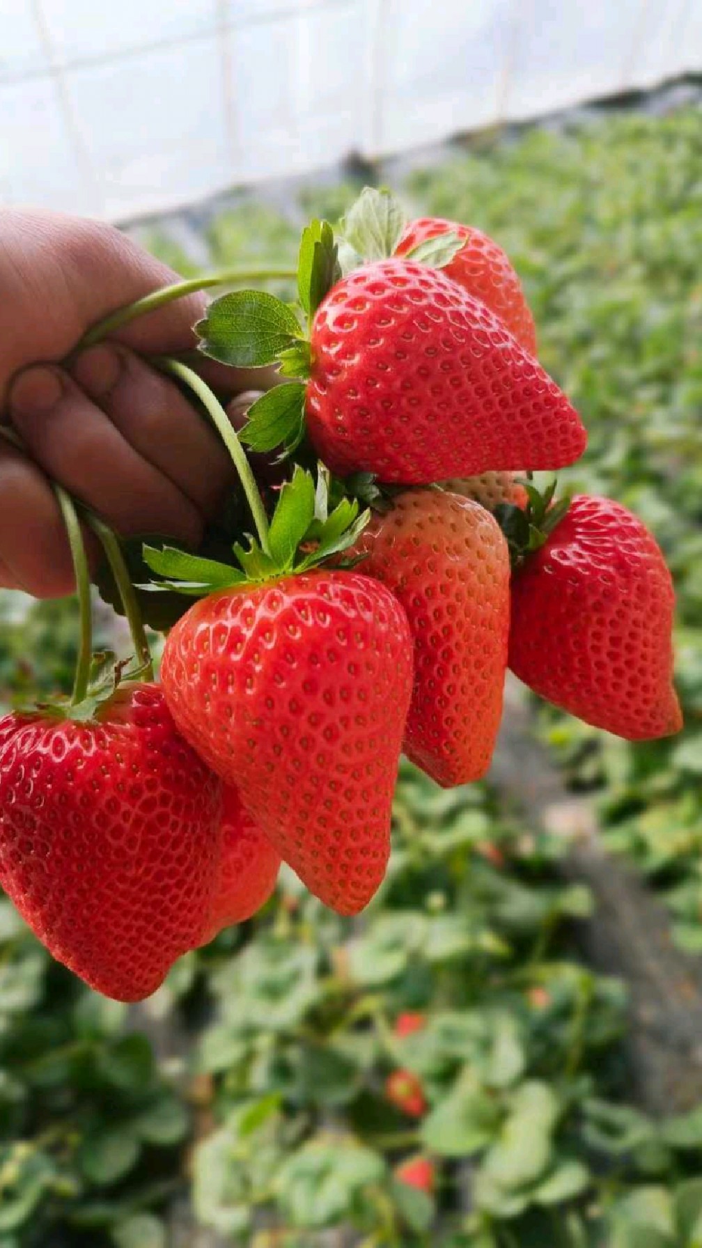 妙香七号草莓苗,抗病,好管理草莓品种,果型端正,个大,高产!