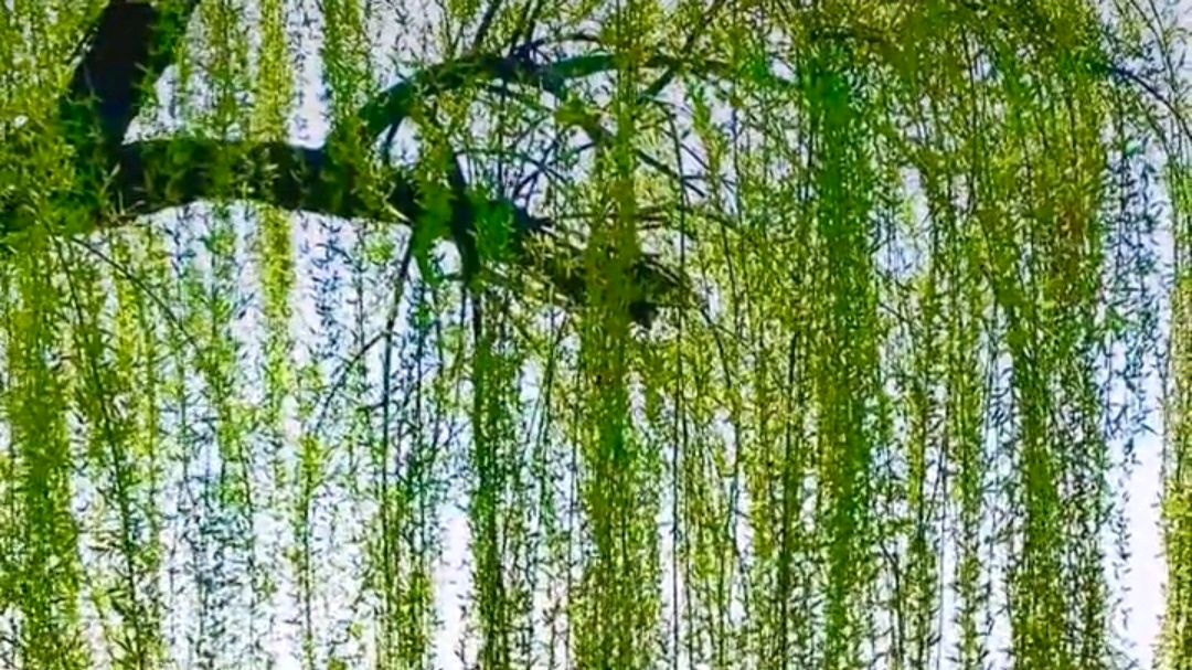 嫩黄的柳枝,摇曳出一曲吉祥