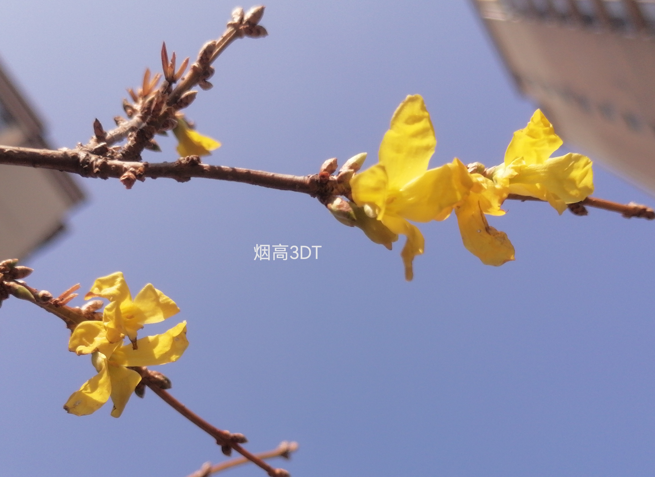 开在冬天里的迎春花