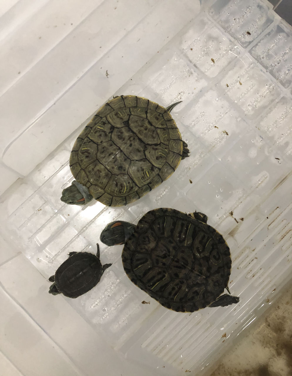 这三只小乌龟挺可爱的,拿回去养的话,不知道能送走几代人?